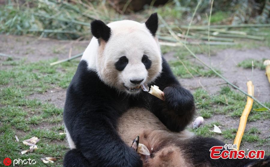 Giant panda Jiao Qing is seen at the Zoo in Berlin, Germany, March 21, 2019. Male panda Jiao Qing arrived in Berlin in 2017 together with female panda Meng Meng from the panda breeding and research base in Chengdu, Southwest China. The panda pair will stay in the zoo for 15 years. (Photo/IC)