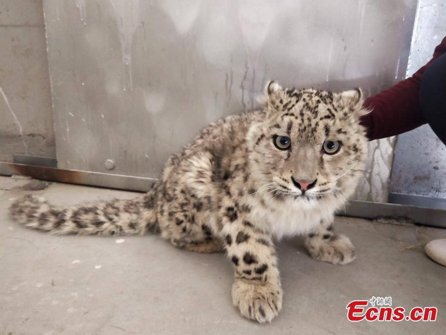 An eight-month-old snow leopard is seen in an animal sanctuary in Qushui County, Southwest China\'s Tibet Autonomous Region.  A local farmer found the cub, which will be released back to the wild when it is ready. (Photo provided to China News Service)