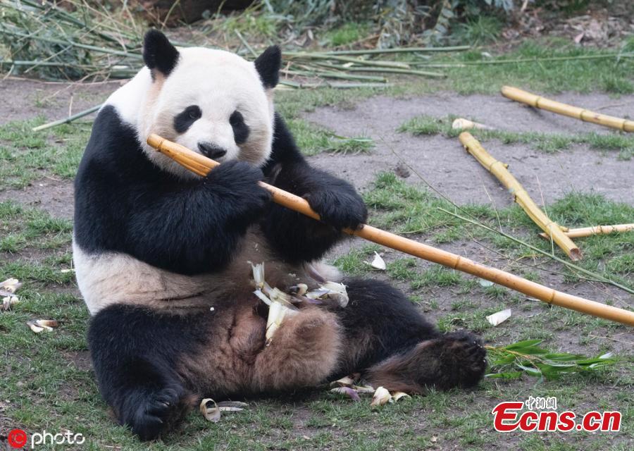 Giant panda Jiao Qing is seen at the Zoo in Berlin, Germany, March 21, 2019. Male panda Jiao Qing arrived in Berlin in 2017 together with female panda Meng Meng from the panda breeding and research base in Chengdu, Southwest China. The panda pair will stay in the zoo for 15 years. (Photo/IC)