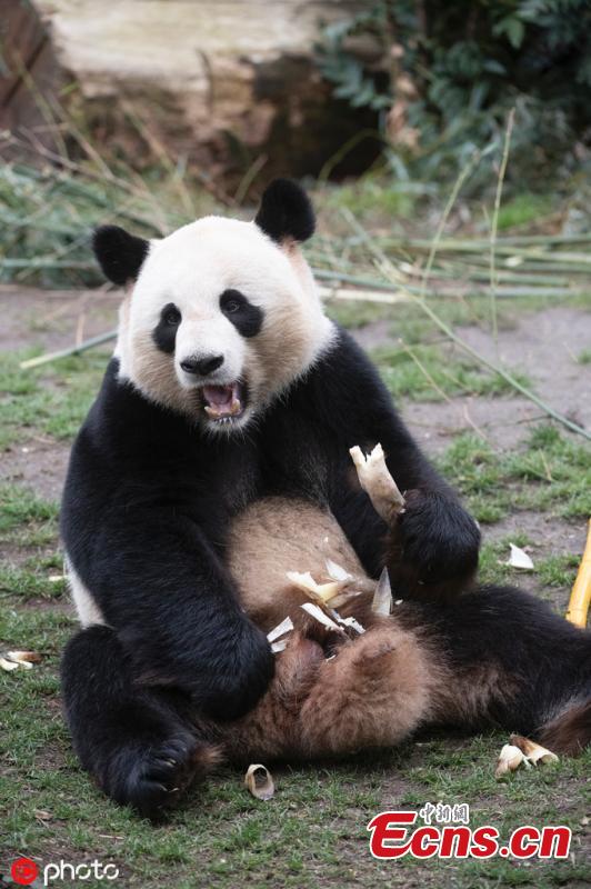 Giant panda Jiao Qing is seen at the Zoo in Berlin, Germany, March 21, 2019. Male panda Jiao Qing arrived in Berlin in 2017 together with female panda Meng Meng from the panda breeding and research base in Chengdu, Southwest China. The panda pair will stay in the zoo for 15 years. (Photo/IC)