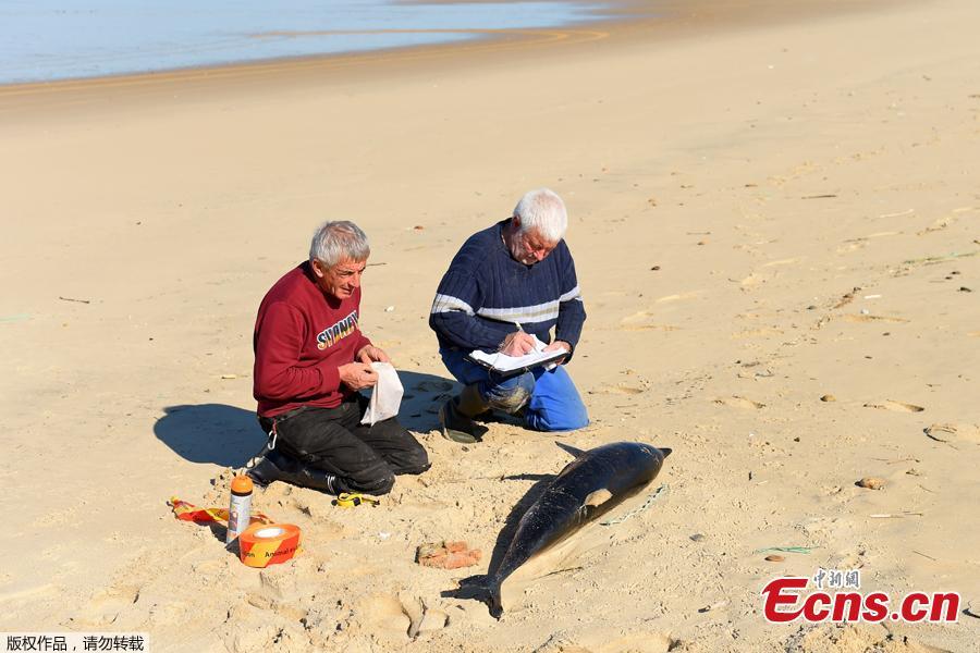 Volunteers of the Pelagis Obsevatory examine a dead dolphin on a beach of the Atlantic Ocean near Lacanau, southwestern France, on March 22, 2019.  Over 1,100 beached dolphins have been recorded on the French Atlantic coast, mainly in the Vendee, Charente-Maritime and Gironde deprtments, according to the Pelagis Observatory, a marine mammal and seabird research laboratory based in La Rochelle. \