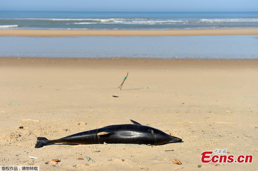 A dead dolphin with the world \
