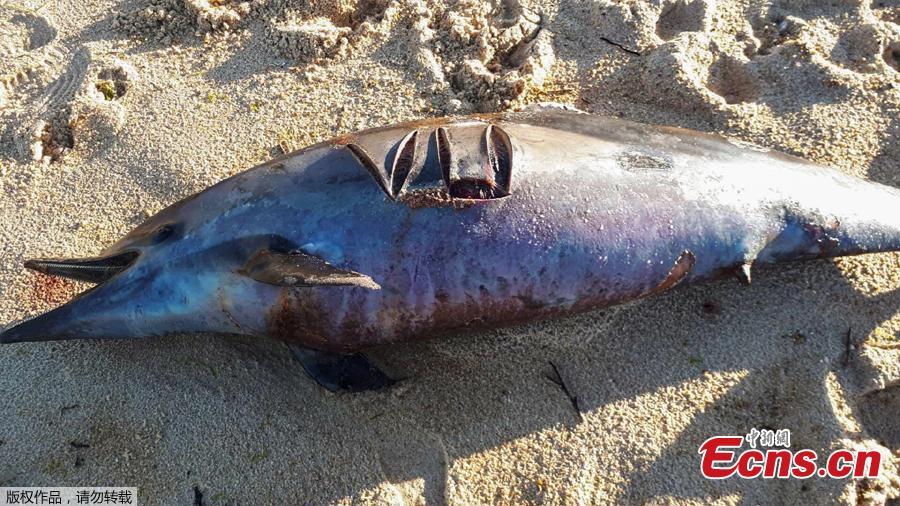 A dead dolphin lies on a beach of the Atlantic Ocean near Lacanau, southwestern France, on March 22, 2019. Over 1,100 beached dolphins have been recorded on the French Atlantic coast, mainly in the Vendee, Charente-Maritime and Gironde deprtments, according to the Pelagis Observatory, a marine mammal and seabird research laboratory based in La Rochelle. \