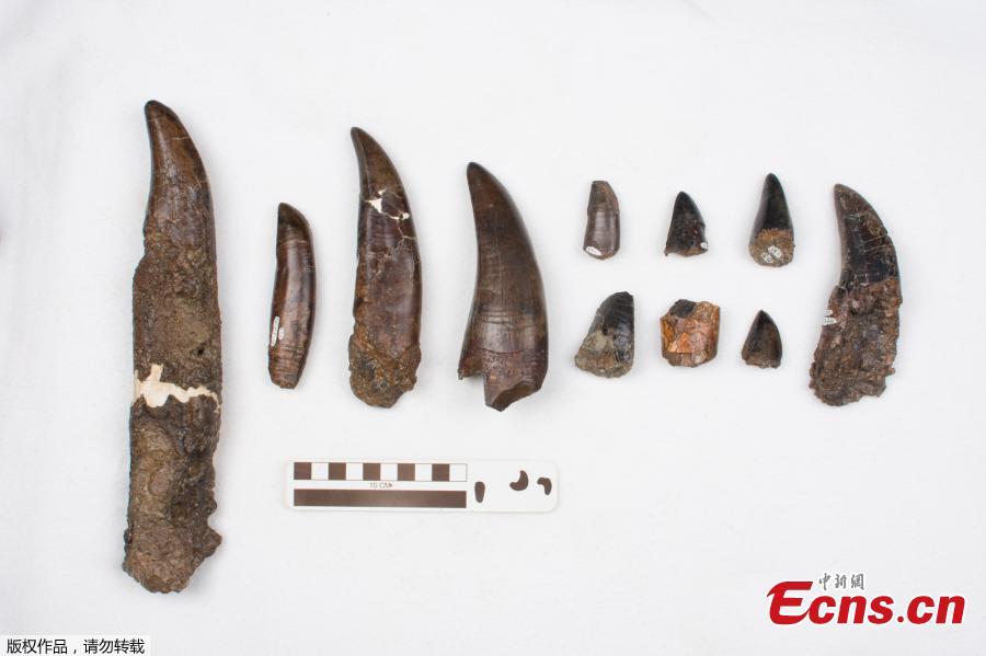 University of Alberta Paleontologists have just reported the world\'s biggest Tyrannosaurus rex and the largest dinosaur skeleton ever found in Canada. The 13-metre-long T. rex, nicknamed \'Scotty,\' lived in prehistoric Saskatchewan 66 million years ago. Scotty has leg bones suggesting a living weight of more than 8,800 kg, making it bigger than all other carnivorous dinosaurs. The skeleton was first discovered in 1991, when paleontologists including T. rex expert and UAlberta professor Phil Currie were called in on the project. But the hard sandstone that encased the bones took more than a decade to remove - only now have scientists been able to study Scotty fully-assembled and realize how unique a dinosaur it is. (Photo/Agencies)