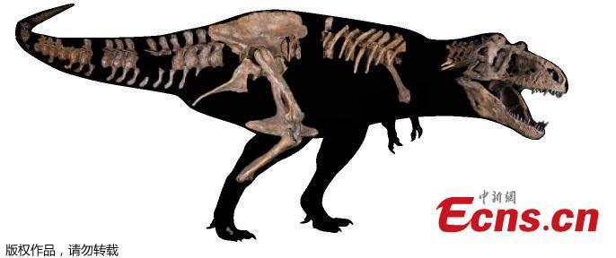University of Alberta Paleontologists have just reported the world\'s biggest Tyrannosaurus rex and the largest dinosaur skeleton ever found in Canada. The 13-metre-long T. rex, nicknamed \'Scotty,\' lived in prehistoric Saskatchewan 66 million years ago. Scotty has leg bones suggesting a living weight of more than 8,800 kg, making it bigger than all other carnivorous dinosaurs. The skeleton was first discovered in 1991, when paleontologists including T. rex expert and UAlberta professor Phil Currie were called in on the project. But the hard sandstone that encased the bones took more than a decade to remove - only now have scientists been able to study Scotty fully-assembled and realize how unique a dinosaur it is. (Photo/Agencies)