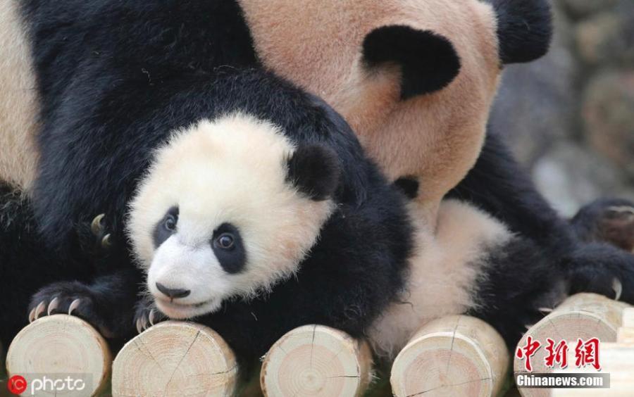 Baby panda Saihin plays around with her mother Rauhin at Adventure World in Shirahama, Wakayama Prefecture in Japan on March 23, 2019. The 12-kilogram baby panda played outside and met the public for the first time since she was born in August 2018.  (Photo/IC)
