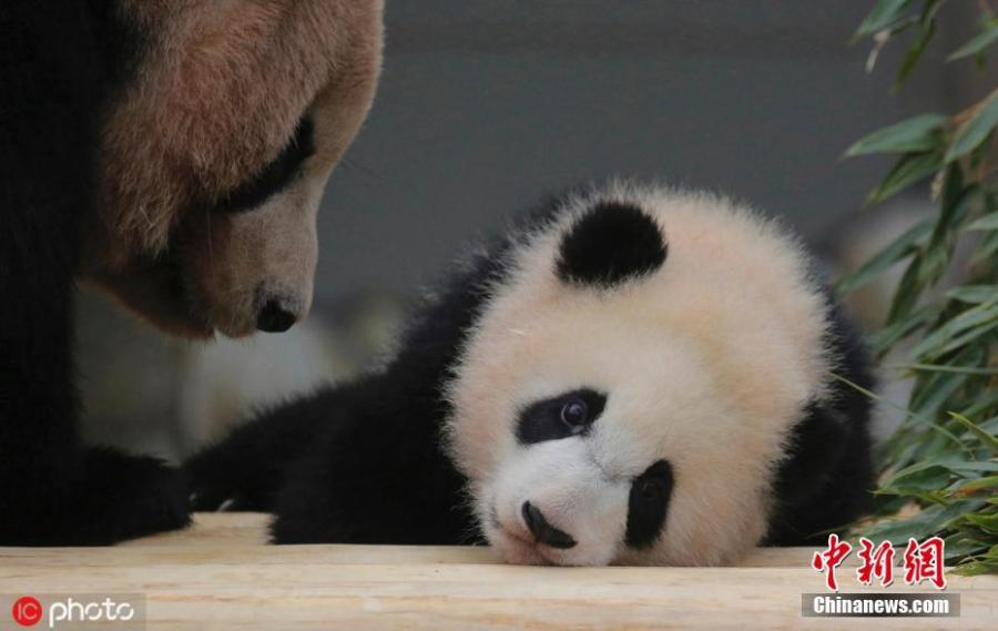 Baby panda Saihin plays around with her mother Rauhin at Adventure World in Shirahama, Wakayama Prefecture in Japan on March 23, 2019. The 12-kilogram baby panda played outside and met the public for the first time since she was born in August 2018.  (Photo/IC)