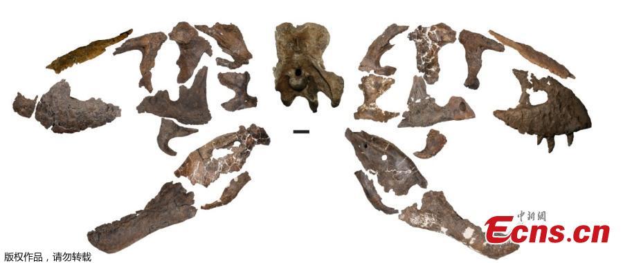 University of Alberta Paleontologists have just reported the world\'s biggest Tyrannosaurus rex and the largest dinosaur skeleton ever found in Canada. The 13-metre-long T. rex, nicknamed \'Scotty,\' lived in prehistoric Saskatchewan 66 million years ago. Scotty has leg bones suggesting a living weight of more than 8,800 kg, making it bigger than all other carnivorous dinosaurs. The skeleton was first discovered in 1991, when paleontologists including T. rex expert and UAlberta professor Phil Currie were called in on the project. But the hard sandstone that encased the bones took more than a decade to remove - only now have scientists been able to study Scotty fully-assembled and realize how unique a dinosaur it is. (Photo/Agencies)