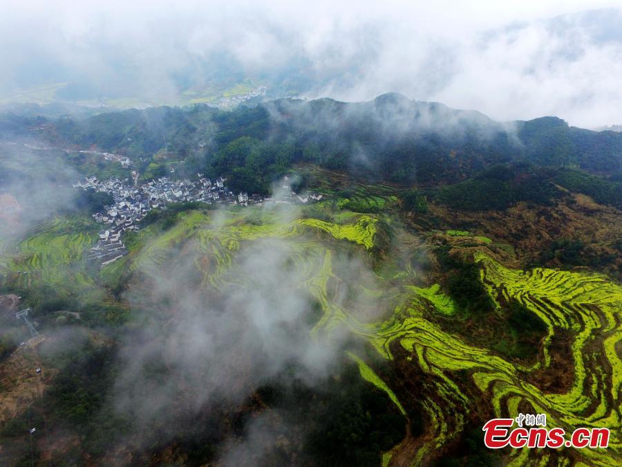 An aerial view of fields and hillside terraces being turned bright yellow by blooming rapeseed flowers in Wuyuan County, Jiangxi Province in March 2019. (Photo: China News Service/Cao Jiaxiang)