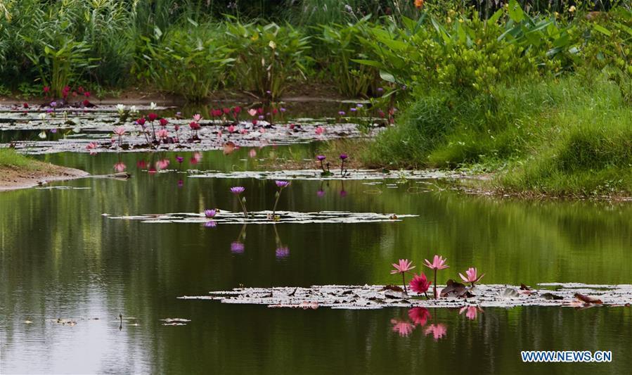 Photo taken on March 25, 2019 shows a spring scenery of Shamei Village in Boao Town, Qionghai City, south China\'s Hainan Province. Qionghai City has quickened its steps towards the construction of \