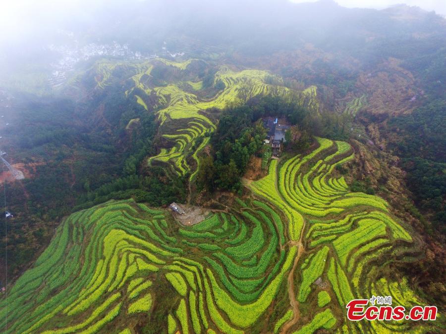 An aerial view of fields and hillside terraces being turned bright yellow by blooming rapeseed flowers in Wuyuan County, Jiangxi Province in March 2019. (Photo: China News Service/Cao Jiaxiang)