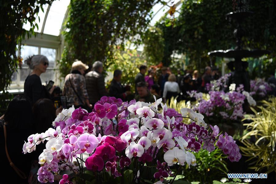 People visit the Orchid Show at New York Botanical Garden (NYBG) in New York, the United States, March 24, 2019. The Orchid Show themed Singapore showcases treasures from NYBG\'s exquisite orchid collection as well as Singapore\'s achievements in orchid cultivation, research and conservation. (Xinhua/Han Fang)