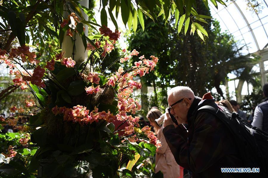 A visitor takes photos of orchids during the Orchid Show at New York Botanical Garden (NYBG) in New York, the United States, March 24, 2019. The Orchid Show themed Singapore showcases treasures from NYBG\'s exquisite orchid collection as well as Singapore\'s achievements in orchid cultivation, research and conservation. (Xinhua/Han Fang)