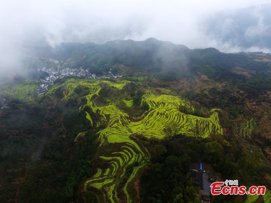 An aerial view of fields and hillside terraces being turned bright yellow by blooming rapeseed flowers in Wuyuan County, Jiangxi Province in March 2019. (Photo: China News Service/Cao Jiaxiang)