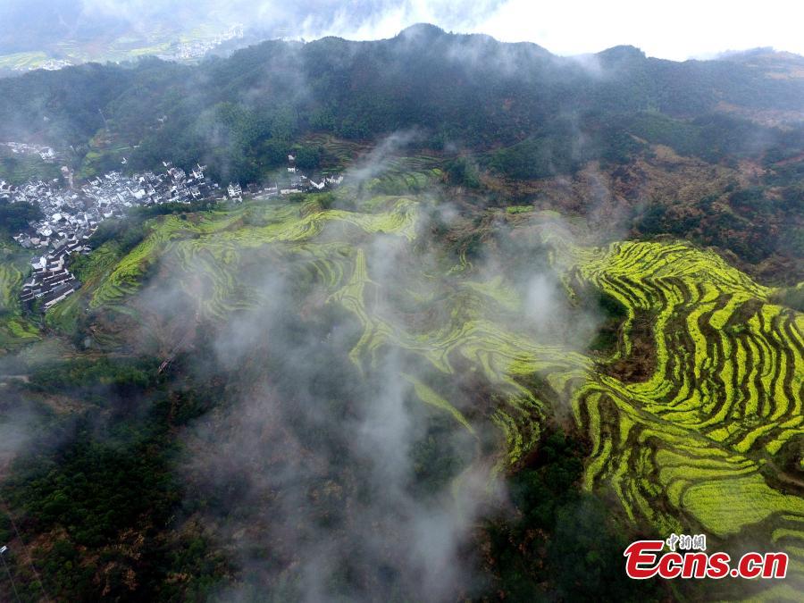 An aerial view of fields and hillside terraces being turned bright yellow by blooming rapeseed flowers in Wuyuan County, Jiangxi Province in March 2019. (Photo: China News Service/Cao Jiaxiang)