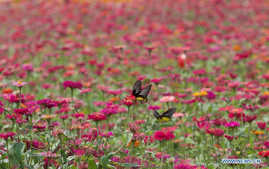 Butterflies are seen in a garden of Nanqiang Village, Boao Town, Qionghai City of south China\'s Hainan Province, March 25, 2019. Qionghai City has quickened its steps towards the construction of \
