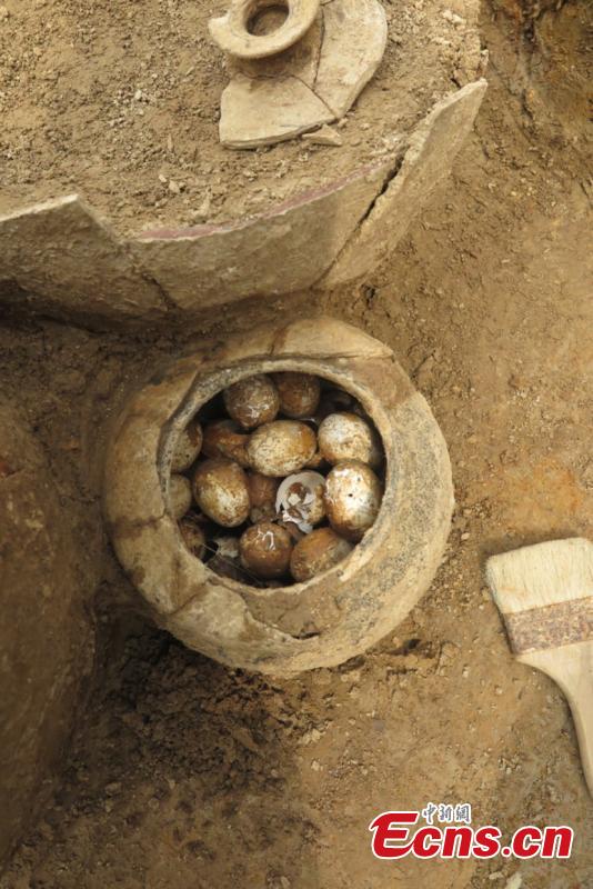 A pottery jar filled with the remains of eggs from 2,500 years ago is found in a tomb of the Spring and Autumn period (approximately 771 to 476 BC) in Shangxing Town, Liyang City, East China\'s Jiangsu Province. The tomb complex, a circular mound, has a diameter of about 40 meters and a height of four meters. Archaeologists have unearthed more than 100 artefacts from the site, including pottery jars and other vessels. The eggshells were found in the No. 11 tomb, along with other utensils. (Photo: China News Service/Shi Jun)