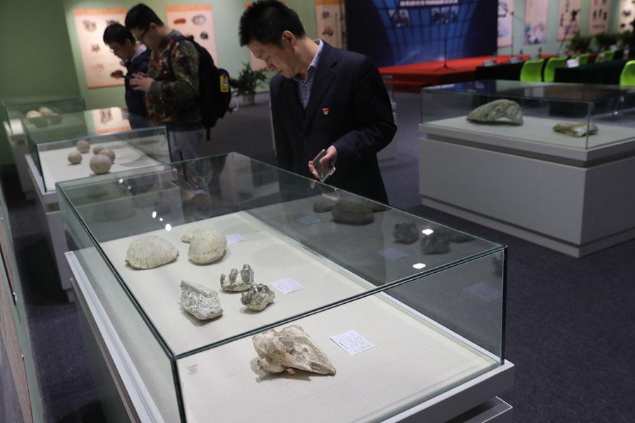 Beijing Customs has handed over 76 pieces of confiscated fossils and paleontological products to the Beijing Museum of Natural History on March 27, 2019.  (Photo/Asianewsphoto)
