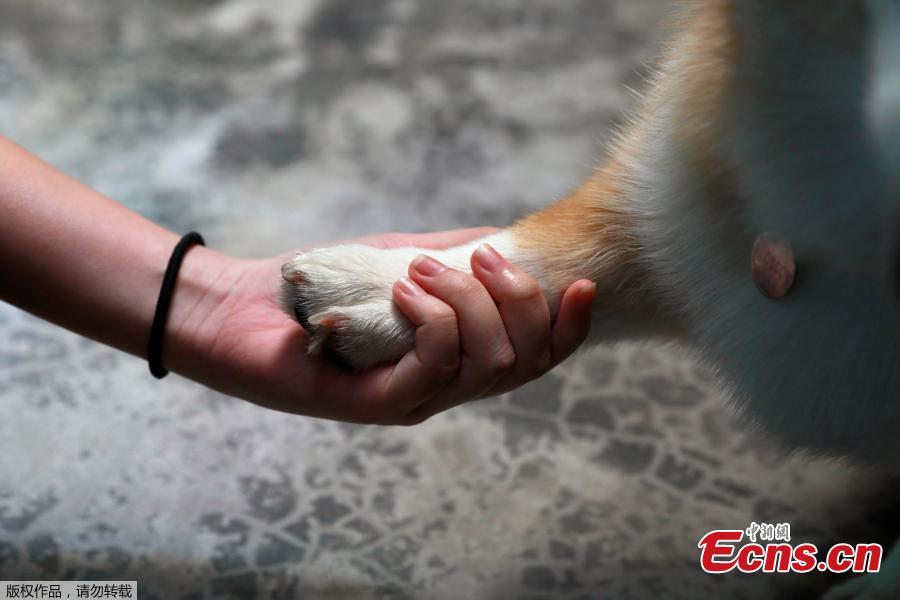 A Corgi dog plays with a customer at Corgi in the Garden cafe in Bangkok, Thailand, March 15, 2019.  The cafe houses 12 corgis, whose popularity has been soaring among Thai dog lovers for their roly-poly build and an almost infallible ability to make people smile. (Photo/Agencies)