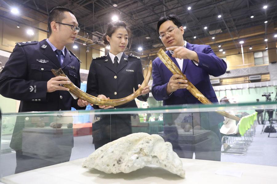 Customs officers and a worker from the Beijing Museum of Natural History examine the mammoth tusks at the museum on March 27, 2019. Beijing Customs handed over 76 pieces of confiscated fossils and paleontological products to the museum. (Photo/Asianewsphoto)