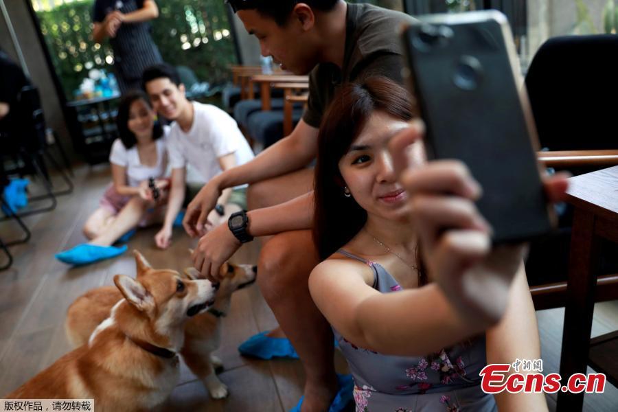 A woman takes a selfie with Corgi dogs at Corgi in the Garden cafe in Bangkok, Thailand, March 15, 2019.  The cafe houses 12 corgis, whose popularity has been soaring among Thai dog lovers for their roly-poly build and an almost infallible ability to make people smile. (Photo/Agencies)