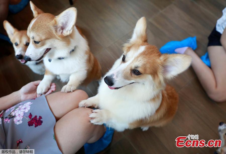 Corgi dogs play with customers at Corgi in the Garden cafe in Bangkok, Thailand, March 15, 2019.  The cafe houses 12 corgis, whose popularity has been soaring among Thai dog lovers for their roly-poly build and an almost infallible ability to make people smile. (Photo/Agencies)