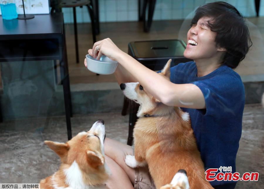 Corgi dogs play with customers at Corgi in the Garden cafe in Bangkok, Thailand, March 15, 2019.  The cafe houses 12 corgis, whose popularity has been soaring among Thai dog lovers for their roly-poly build and an almost infallible ability to make people smile. (Photo/Agencies)