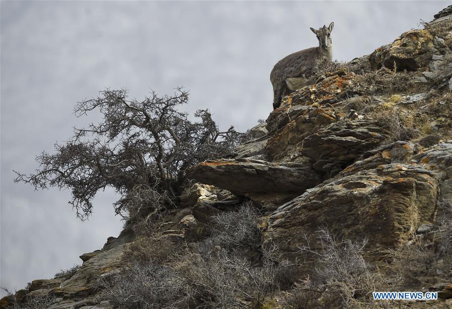 Bharal, also called the Himalayan Blue sheep, searches for food at the Helan Mountain National Nature Reserve in northwest China\'s Ningxia Hui Autonomous Region, March 27, 2019. The number of bharal has reached over 40,000 on the Helan Mountain after years of environment renovation. (Xinhua/Feng Kaihua)