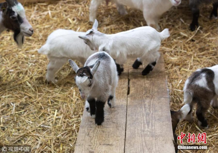 A group of 4 week old pygmy goats enjoy their homemade wooden slide at Cannon Hall Farm in Barnsley, South Yorkshire, March 27, 2019. (Photo/VCG)