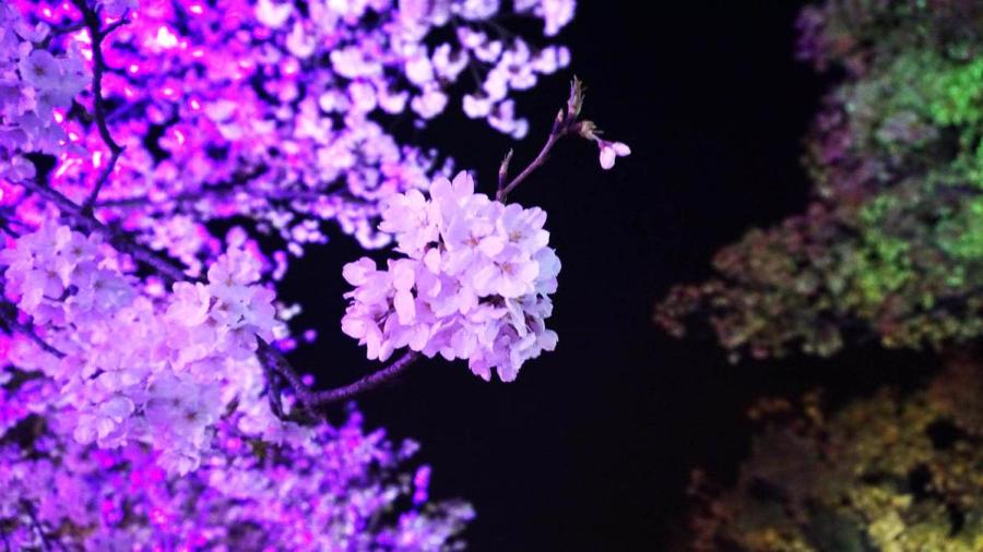 Cherry blossoms at Wuxi\'s Turtle Head Isle scenic spot. (Photo provided to chinadaily.com.cn)
