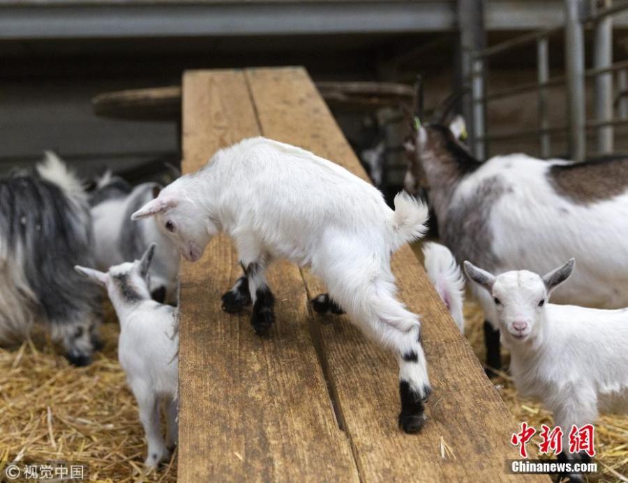A group of 4 week old pygmy goats enjoy their homemade wooden slide at Cannon Hall Farm in Barnsley, South Yorkshire, March 27, 2019. (Photo/VCG)
