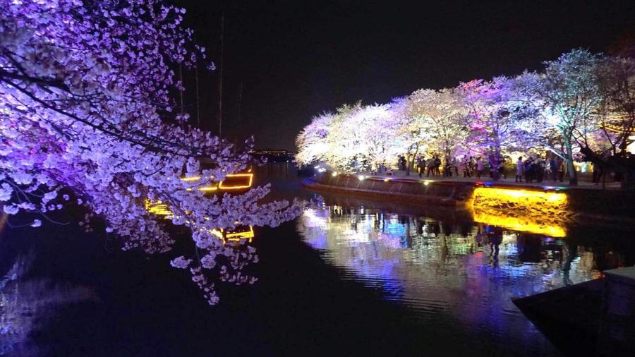 Cherry blossoms at Wuxi\'s Turtle Head Isle scenic spot. (Photo provided to chinadaily.com.cn)