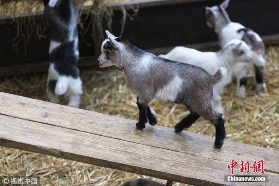 A group of 4 week old pygmy goats enjoy their homemade wooden slide at Cannon Hall Farm in Barnsley, South Yorkshire, March 27, 2019. (Photo/VCG)