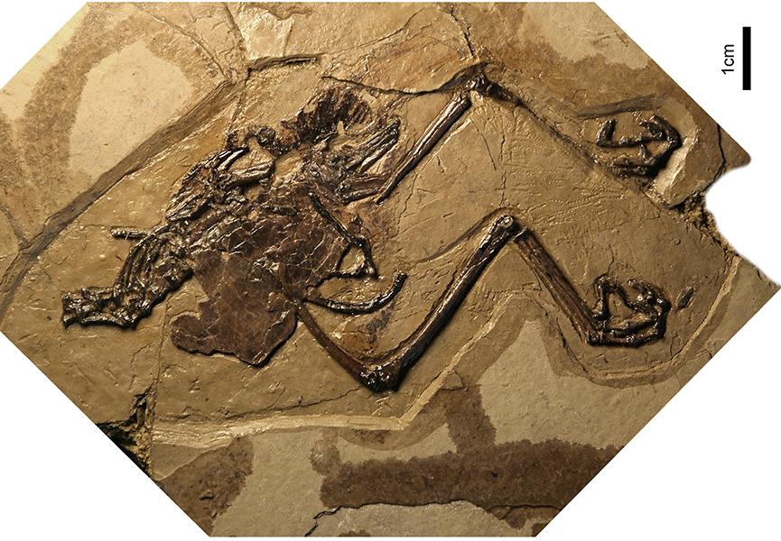 This photo shows the dinosaur-era bird fossil with an unlaid egg. (Provided by the Institute of Vertebrate Paleontology and Paleoanthropology of the Chinese Academy of Sciences)