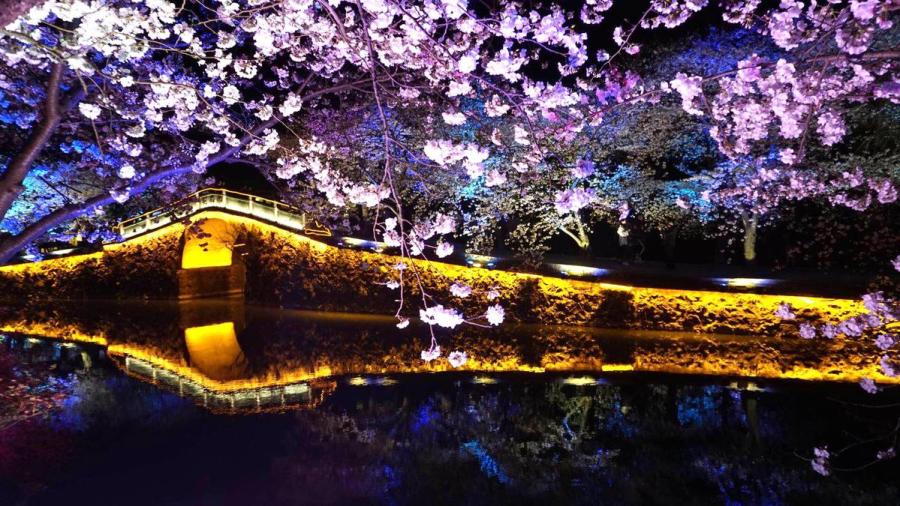 Cherry blossoms at Wuxi\'s Turtle Head Isle scenic spot. (Photo provided to chinadaily.com.cn)

Every year, for just over a week, the city of Wuxi in East China\'s Jiangsu Province becomes a hive of activity as it turns into one of the country\'s best spots to see cherry blossoms. At night, the blossoms give off an ethereal glow at the city\'s Turtle Head Isle scenic spot.