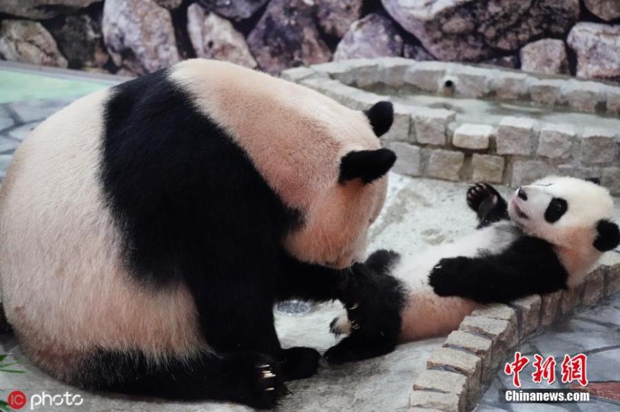 Giant panda Rauhin and her female cub Saihin, born last August, play at Adventure World in Shirahama, Wakayama Prefecture, Japan. The name \