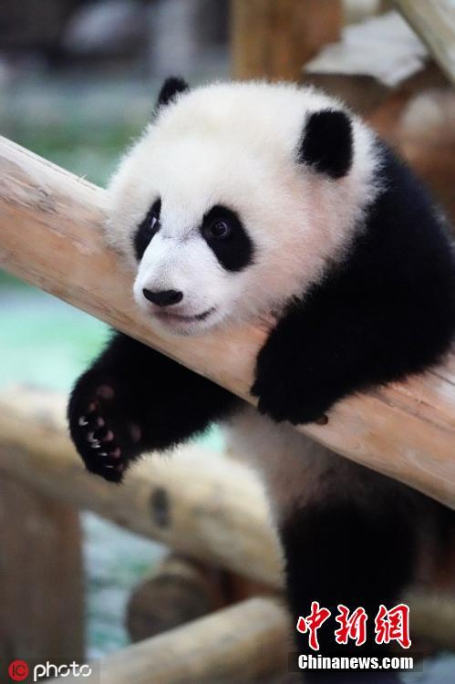 Giant panda Rauhin and her female cub Saihin, born last August, play at Adventure World in Shirahama, Wakayama Prefecture, Japan. The name \