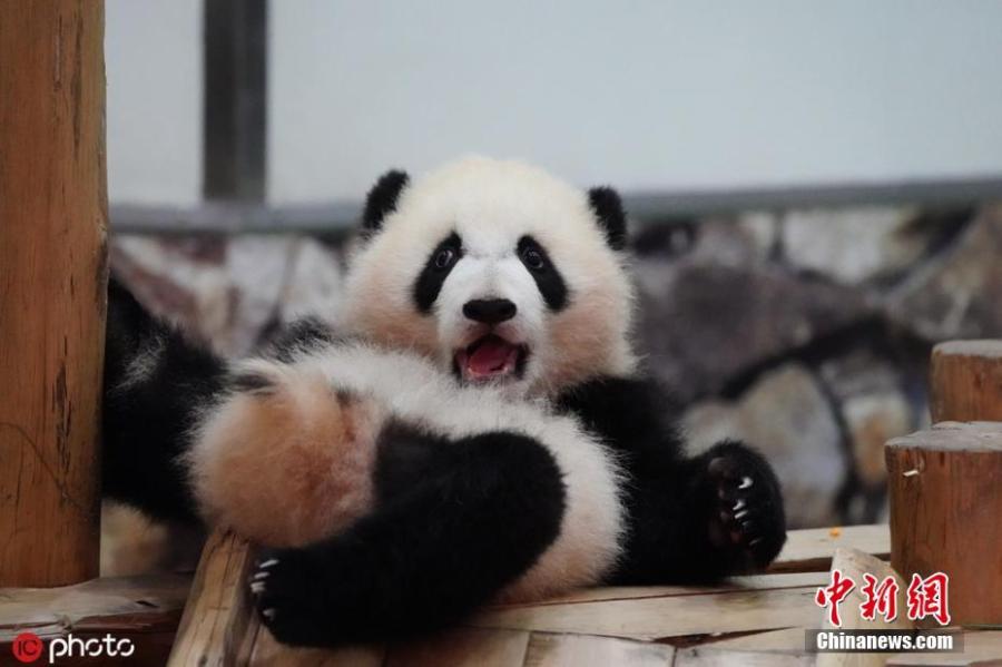 Giant panda Rauhin and her female cub Saihin, born last August, play at Adventure World in Shirahama, Wakayama Prefecture, Japan. The name \