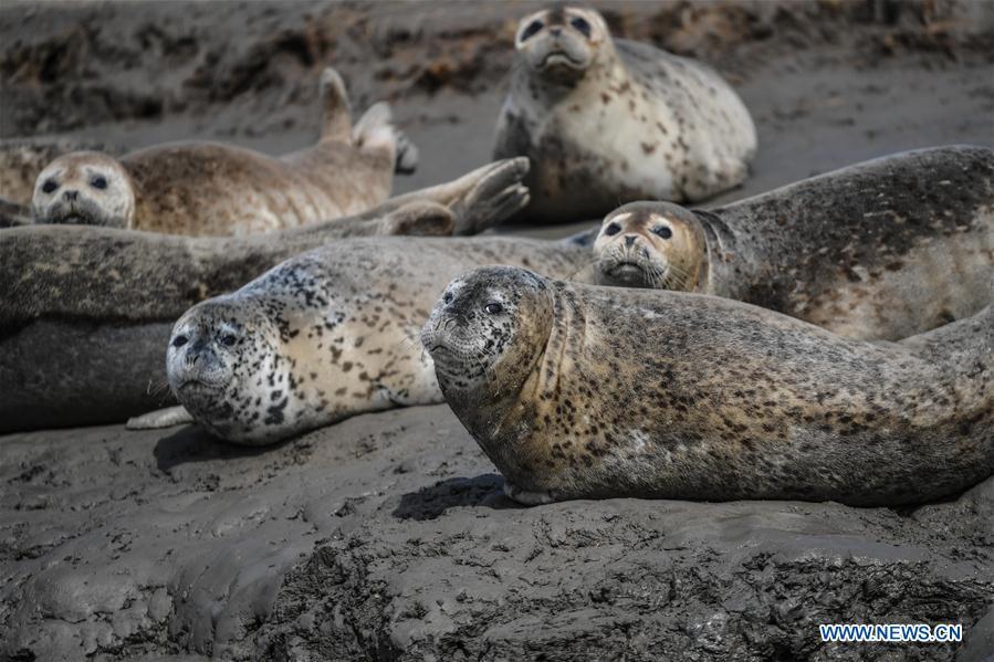 Spotted seals are seen on the coastal mudflat of Sandaogou in Panjin, northeast China\'s Liaoning Province, March 28, 2019. Over 120 spotted seals rest here and will head back to the Pacific regions in late May. (Xinhua/Pan Yulong)