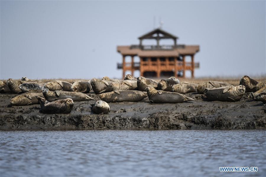 Spotted seals are seen on the coastal mudflat of Sandaogou in Panjin, northeast China\'s Liaoning Province, March 28, 2019. Over 120 spotted seals rest here and will head back to the Pacific regions in late May. (Xinhua/Pan Yulong)