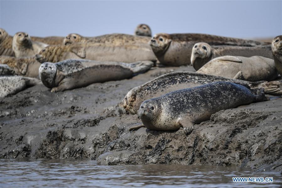 Spotted seals are seen on the coastal mudflat of Sandaogou in Panjin, northeast China\'s Liaoning Province, March 28, 2019. Over 120 spotted seals rest here and will head back to the Pacific regions in late May. (Xinhua/Pan Yulong)