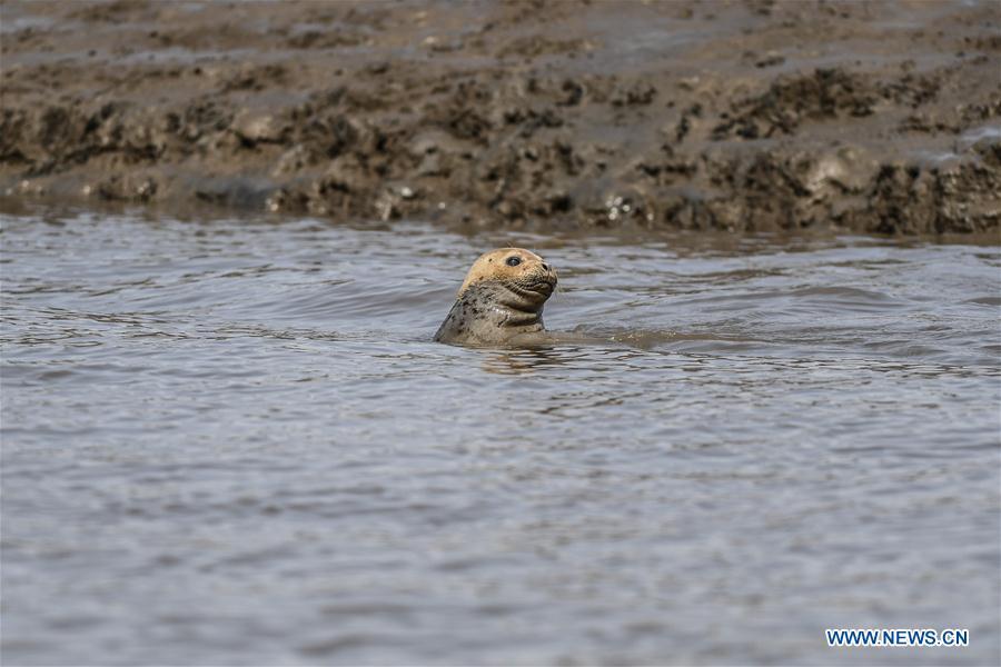 A spotted seal in the water is seen near the coastal mudflat of Sandaogou in Panjin, northeast China\'s Liaoning Province, March 28, 2019. Over 120 spotted seals rest here and will head back to the Pacific regions in late May. (Xinhua/Pan Yulong)