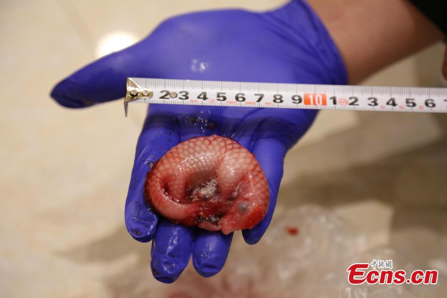 Officials from Nanning Customs display pangolins seized in an anti-smuggling campaign in Nanning City, Southwest China\'s Guangxi Zhuang Autonomous Region, March 29, 2019. The Anti-Smuggling Bureau of General Administration of Customs, its branch in Guangdong Province and Nanning Customs jointly launched the campaign that uncovered nine criminal gangs and seized 103 live pangolins, 52 pangolin carcasses and 21.55 kg of pangolin scales. (Photo: China News Service/Wang Shuyan)