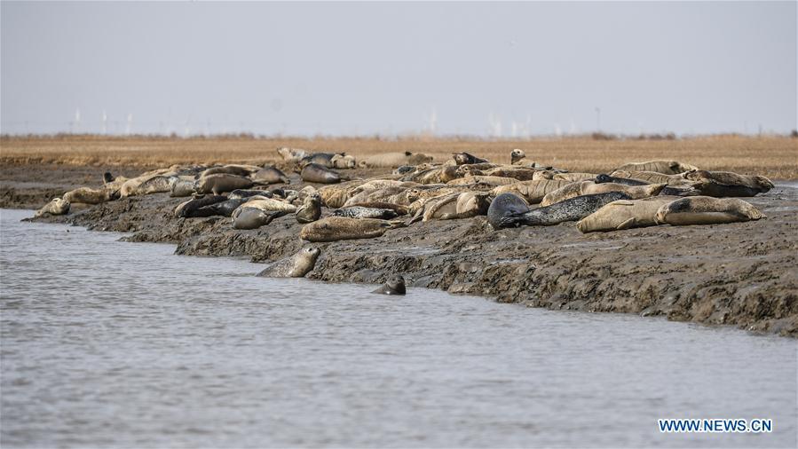 Spotted seals are seen on the coastal mudflat of Sandaogou in Panjin, northeast China\'s Liaoning Province, March 28, 2019. Over 120 spotted seals rest here and will head back to the Pacific regions in late May. (Xinhua/Pan Yulong)
