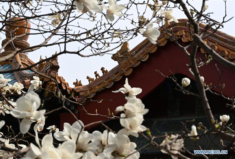 Photo taken on March 28, 2019 shows blooming flowers in the Palace Museum in Beijing, capital of China. (Xinhua/Jin Liangkuai)