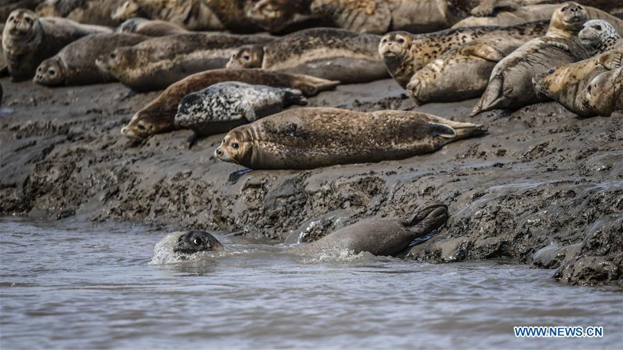 Spotted seals are seen on the coastal mudflat of Sandaogou in Panjin, northeast China\'s Liaoning Province, March 28, 2019. Over 120 spotted seals rest here and will head back to the Pacific regions in late May. (Xinhua/Pan Yulong)