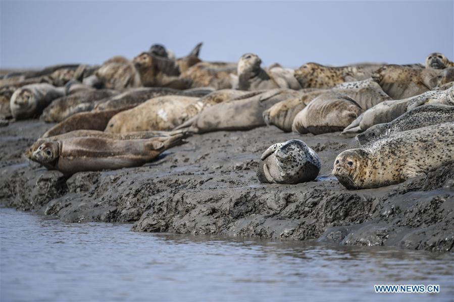 Spotted seals are seen on the coastal mudflat of Sandaogou in Panjin, northeast China\'s Liaoning Province, March 28, 2019. Over 120 spotted seals rest here and will head back to the Pacific regions in late May. (Xinhua/Pan Yulong)
