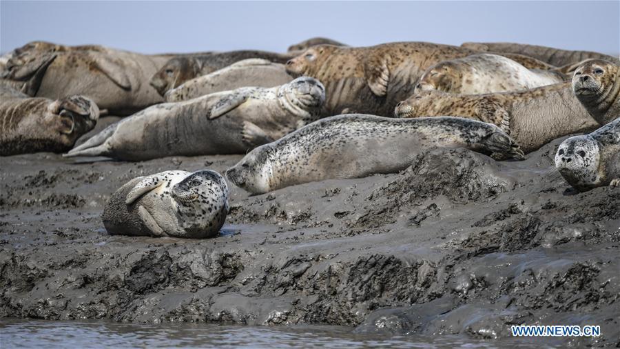 Spotted seals are seen on the coastal mudflat of Sandaogou in Panjin, northeast China\'s Liaoning Province, March 28, 2019. Over 120 spotted seals rest here and will head back to the Pacific regions in late May. (Xinhua/Pan Yulong)