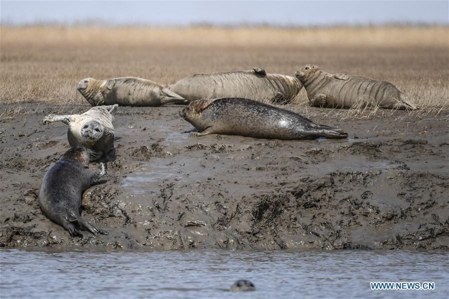 Spotted seals are seen on the coastal mudflat of Sandaogou in Panjin, northeast China\'s Liaoning Province, March 28, 2019. Over 120 spotted seals rest here and will head back to the Pacific regions in late May. (Xinhua/Pan Yulong)