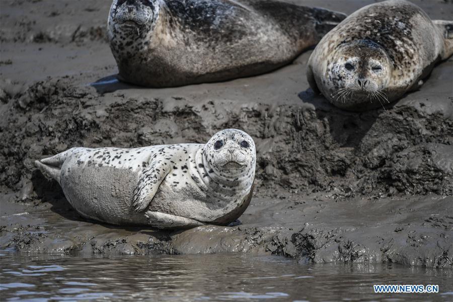 Spotted seals are seen on the coastal mudflat of Sandaogou in Panjin, northeast China\'s Liaoning Province, March 28, 2019. Over 120 spotted seals rest here and will head back to the Pacific regions in late May. (Xinhua/Pan Yulong)